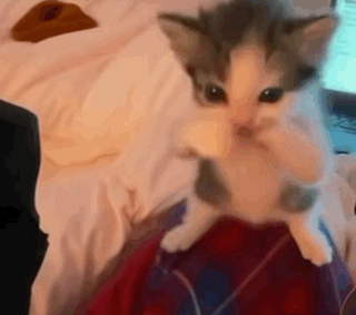 Cat scuba