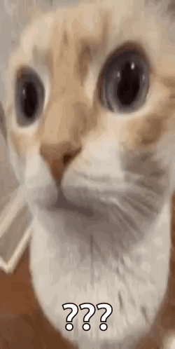 Cat staring