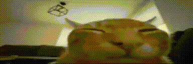 Orange cat
