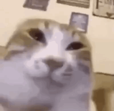 Cat meme